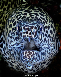 Moray eel close up by Oscar Miralpeix 